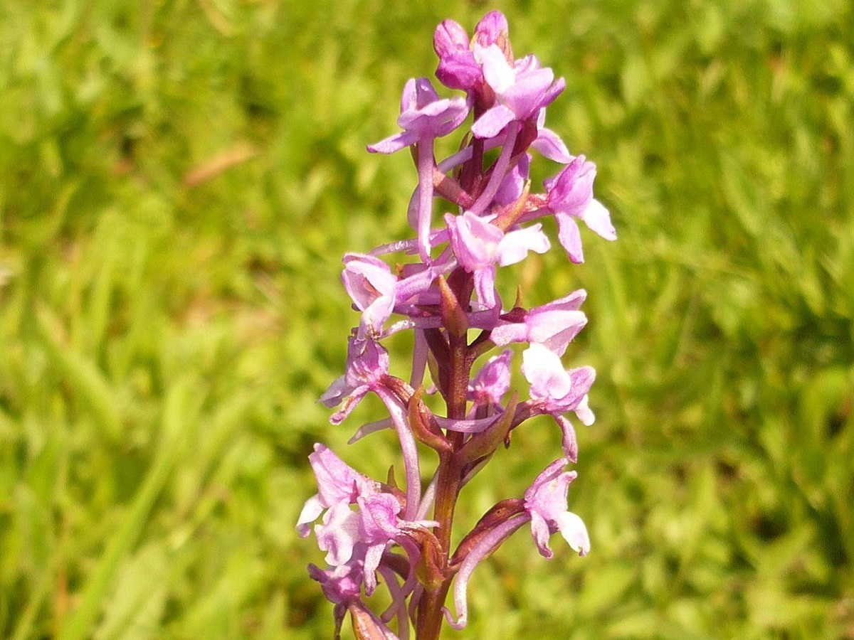 Gymnadenia conopsea (Orchidaceae)